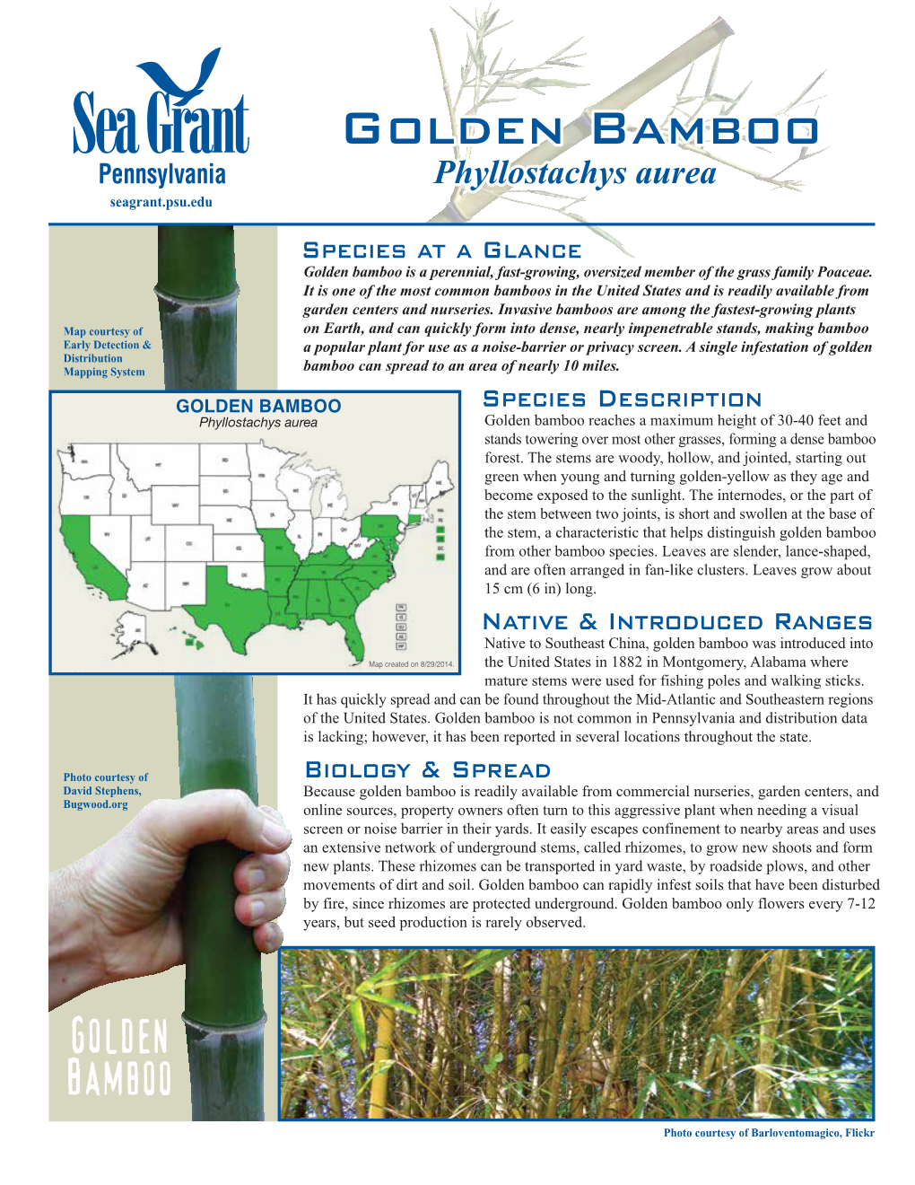 Golden Bamboo Phyllostachys Aurea Seagrant.Psu.Edu Species at a Glance Golden Bamboo Is a Perennial, Fast-Growing, Oversized Member of the Grass Family Poaceae