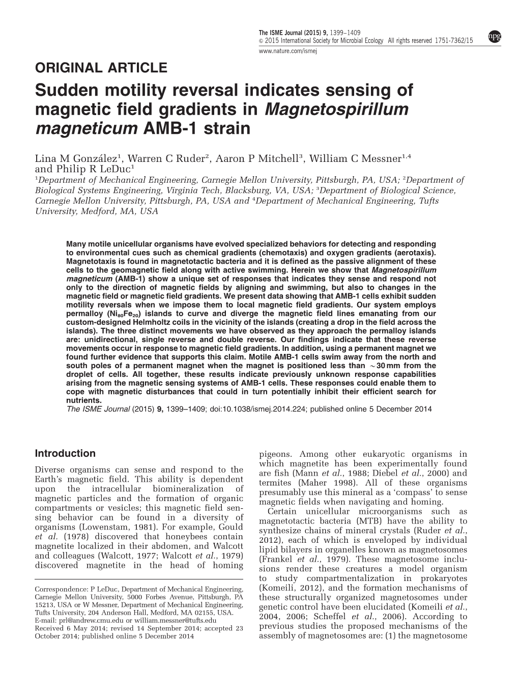 Sudden Motility Reversal Indicates Sensing of Magnetic Field Gradients in Magnetospirillum Magneticum AMB-1 Strain