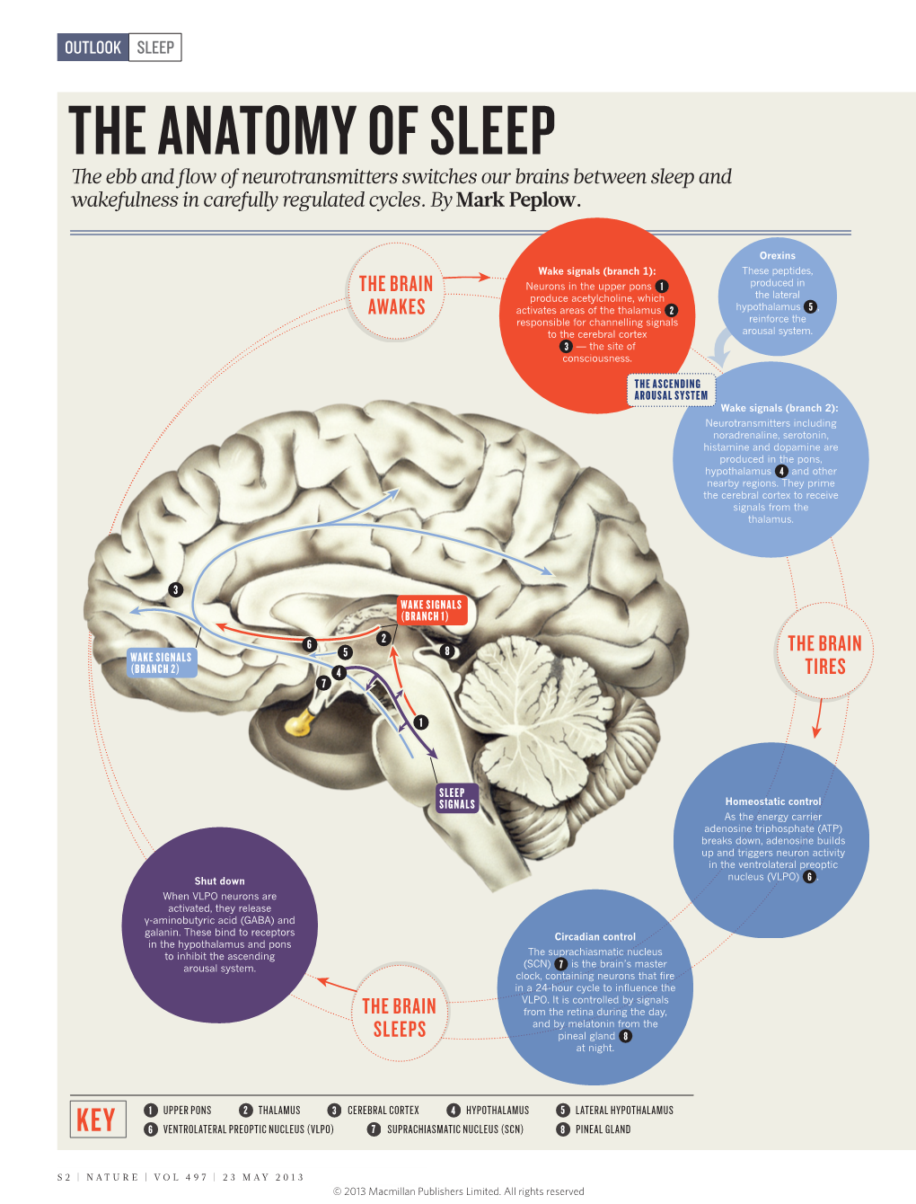 THE ANATOMY of SLEEP E Ebb and ﬂow of Neurotransmitters Switches Our Brains Between Sleep and Wakefulness in Carefully Regulated Cycles