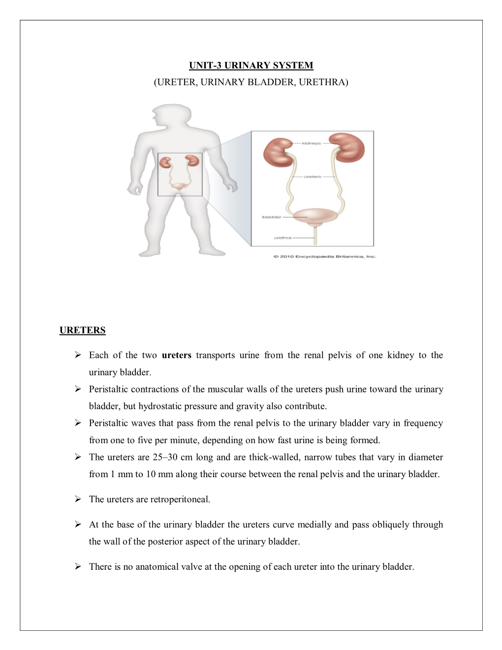 (URETER, URINARY BLADDER, URETHRA) URETERS Each of the Two Ureters Transports Urine from the Renal Pe