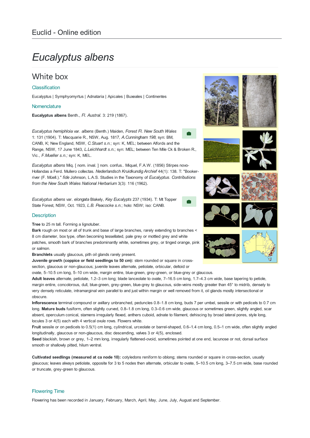 Eucalyptus Albens White Box Classification Eucalyptus | Symphyomyrtus | Adnataria | Apicales | Buxeales | Continentes Nomenclature Eucalyptus Albens Benth., Fl