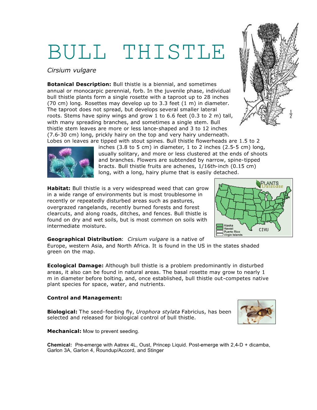 BULL THISTLE Cirsium Vulgare