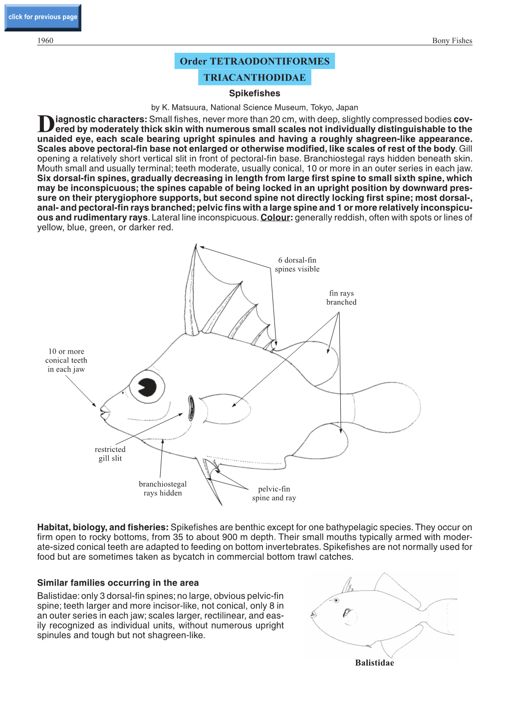 Order TETRAODONTIFORMES TRIACANTHODIDAE Spikefishes by K