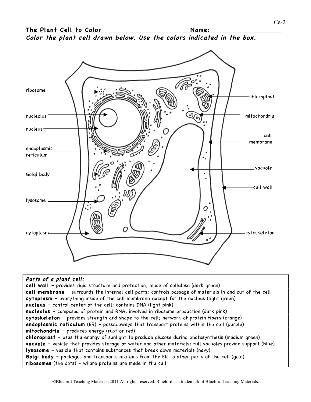 Plant Cell to Color Name: Color the Plant Cell Drawn Below