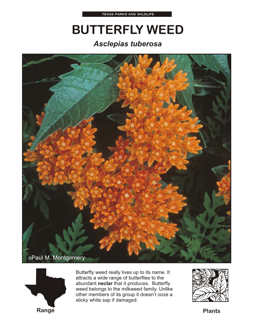 BUTTERFLY WEED Asclepias Tuberosa
