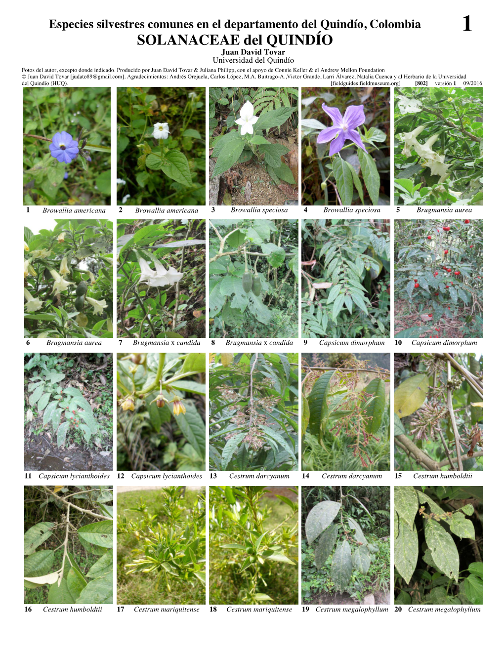 SOLANACEAE Del QUINDÍO Juan David Tovar Universidad Del Quindío