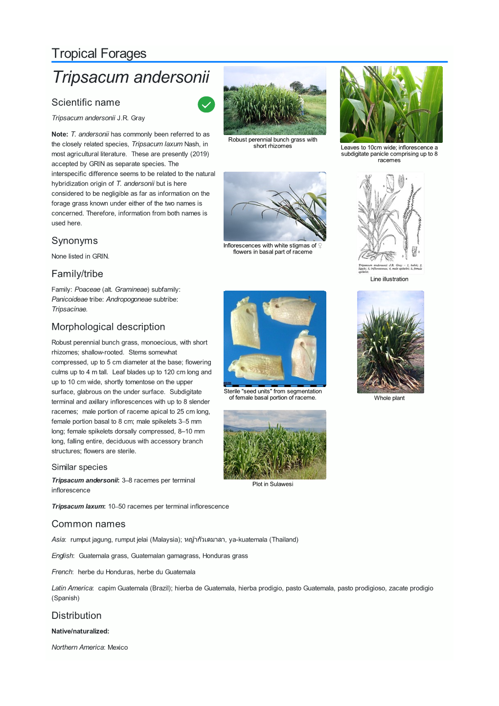 Tripsacum Andersonii Scientific Name  Tripsacum Andersonii J.R