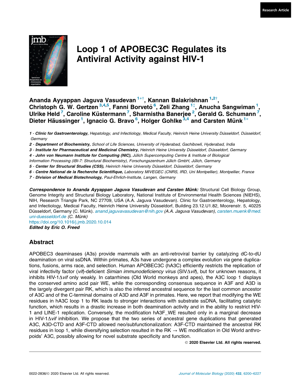 Loop 1 of APOBEC3C Regulates Its Antiviral Activity Against HIV-1