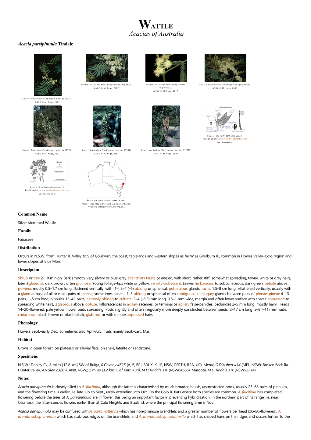 Acacia Parvipinnula Tindale