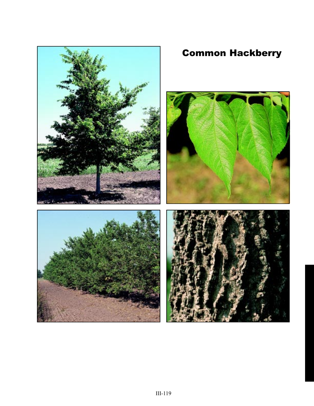 Common Hackberry (Celtis Occidentalis)