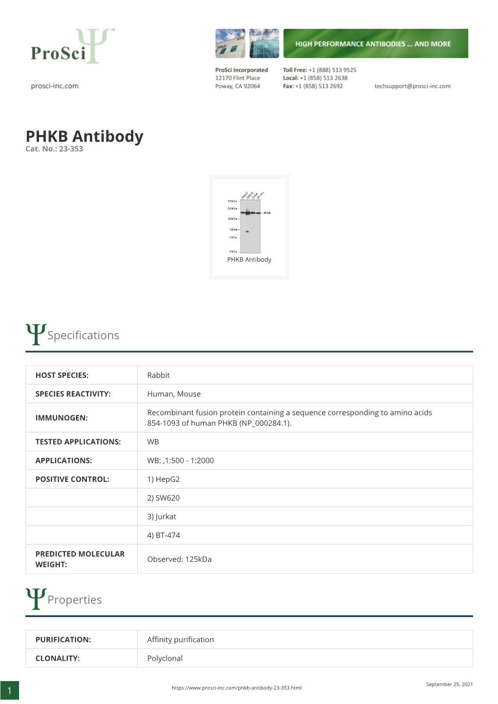 PHKB Antibody Cat