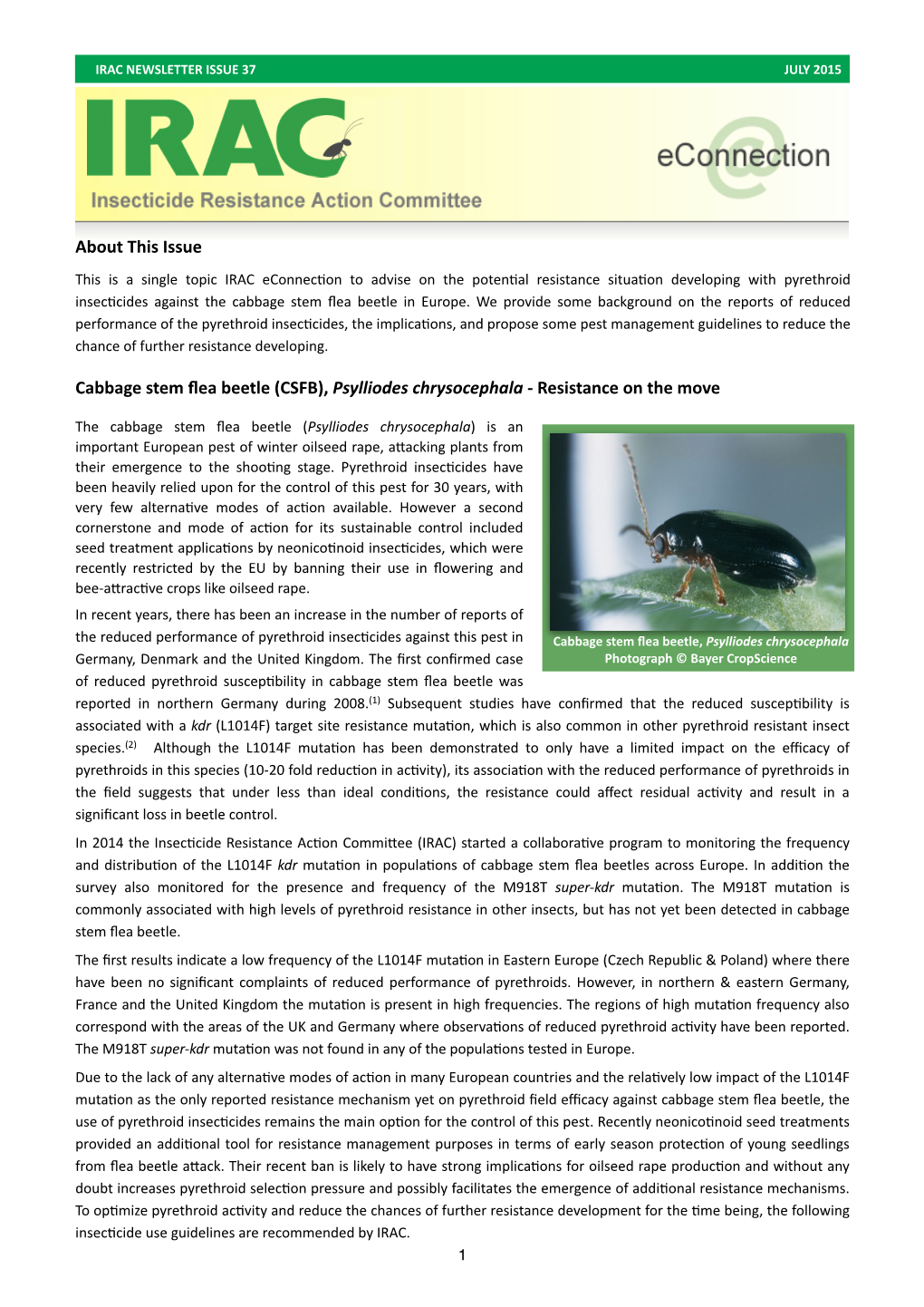 About This Issue Cabbage Stem Flea Beetle (CSFB), Psylliodes Chrysocephala