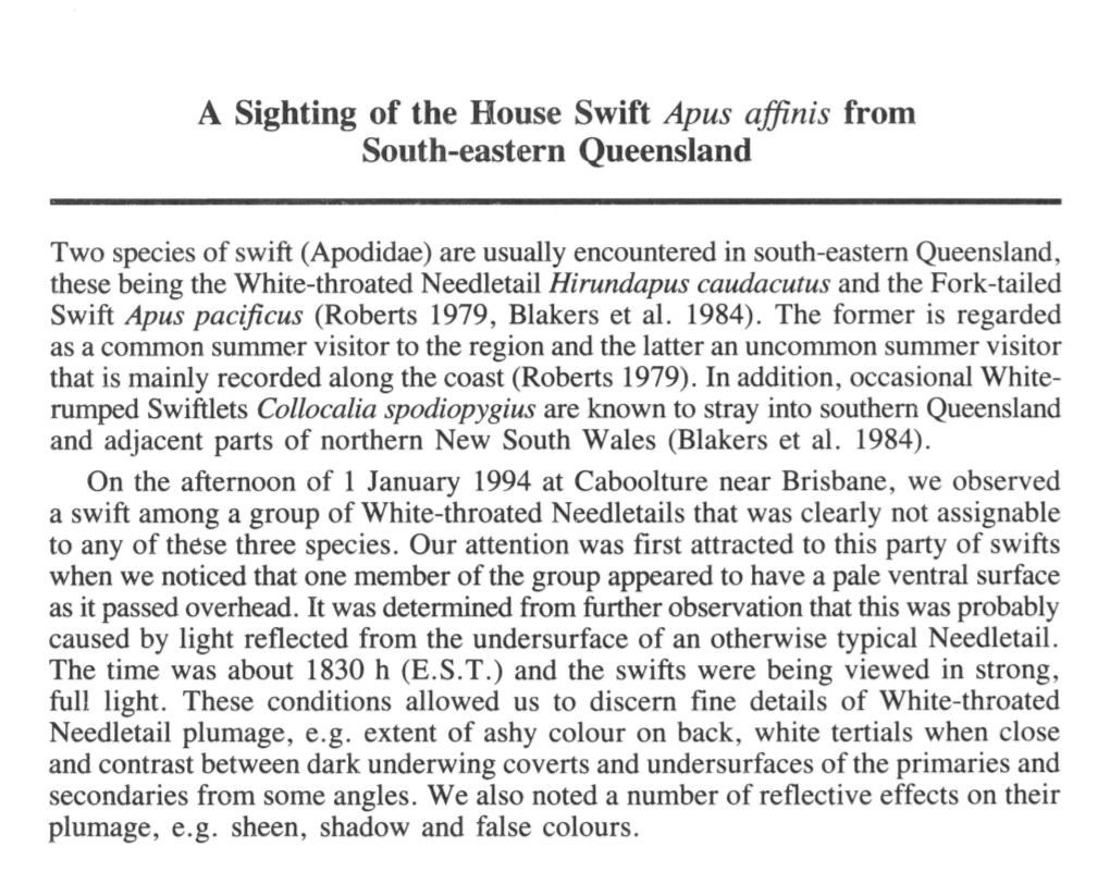 A Sighting of the House Swift Apus Affinis from South-Eastern Queensland