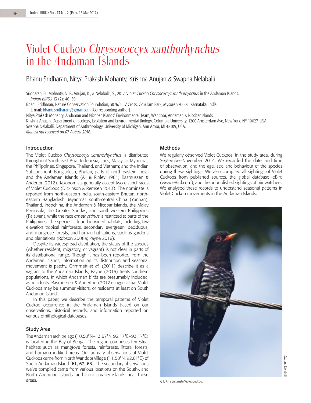 Violet Cuckoo Chrysococcyx Xanthorhynchus in the Andaman Islands