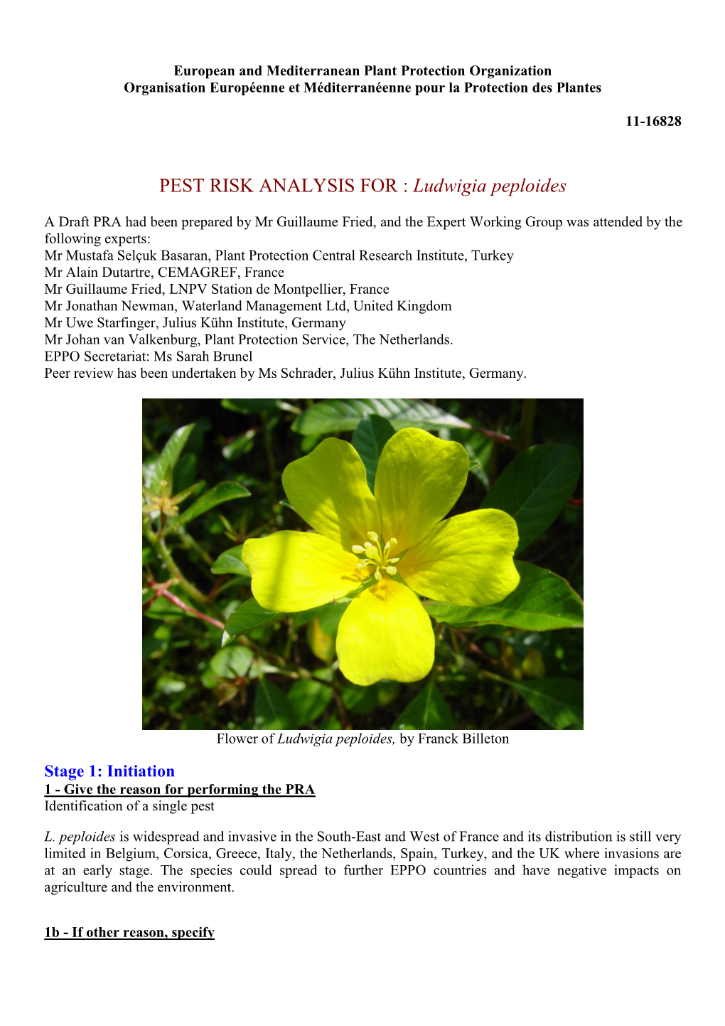 Ludwigia Peploides