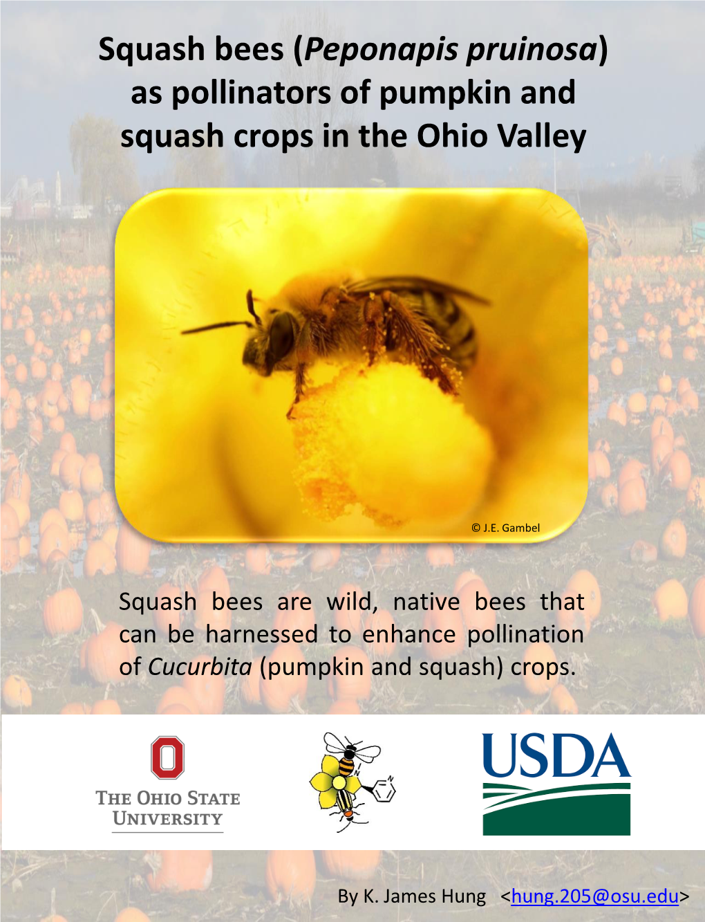 Squash Bees As Pumpkin Pollinators