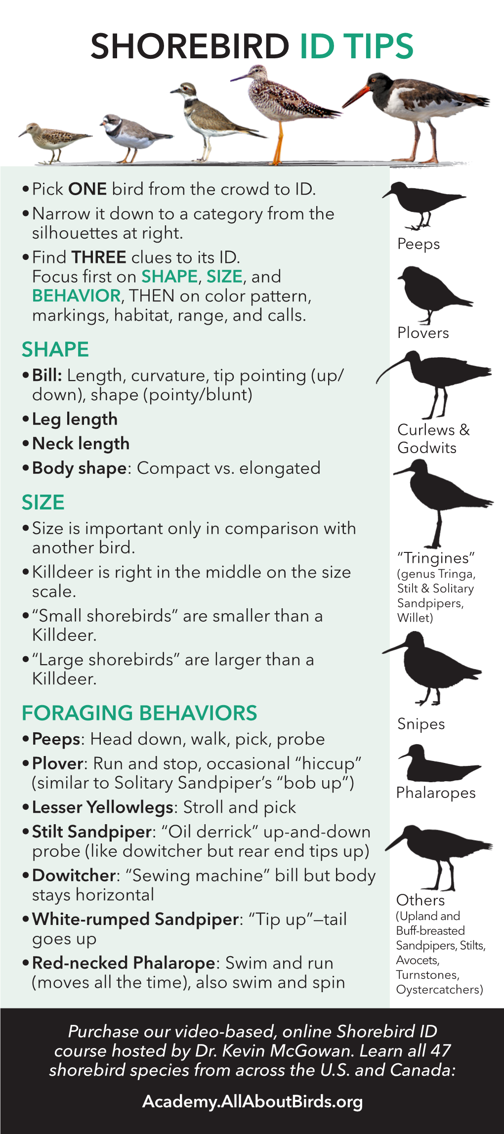 Shorebird Id Tips