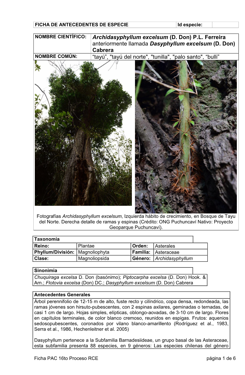 Anteriormente Llamada Dasyphyllum Excelsum (D. Don) Cabrera NOMBRE COMÚN: “Tayú”, "Tayú Del Norte", "Tunilla", "Palo Santo", “Bulli”