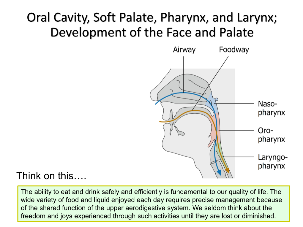 Soft Palate, Pharynx, and Larynx; Development of the Face and Palate