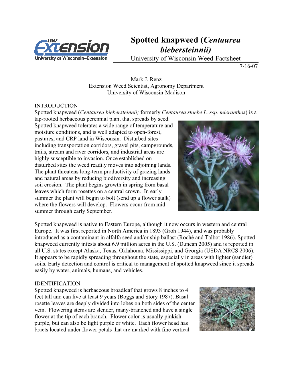 Spotted Knapweed (Centaurea Biebersteinnii) University of Wisconsin Weed-Factsheet 7-16-07