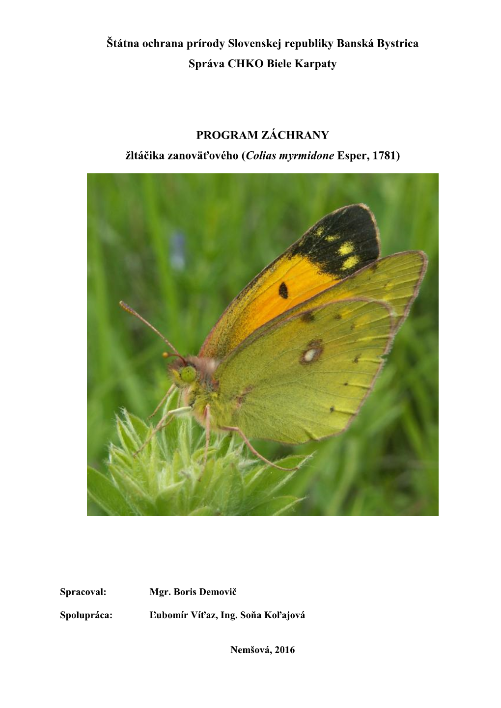 Žltáčik Zanoväťový (Colias Myrmidone) Patrí Do Čeľade Mlynárikovitých (Pieridae), Radu Motýle (Lepidoptera), Triedy Hmyz (Insecta)