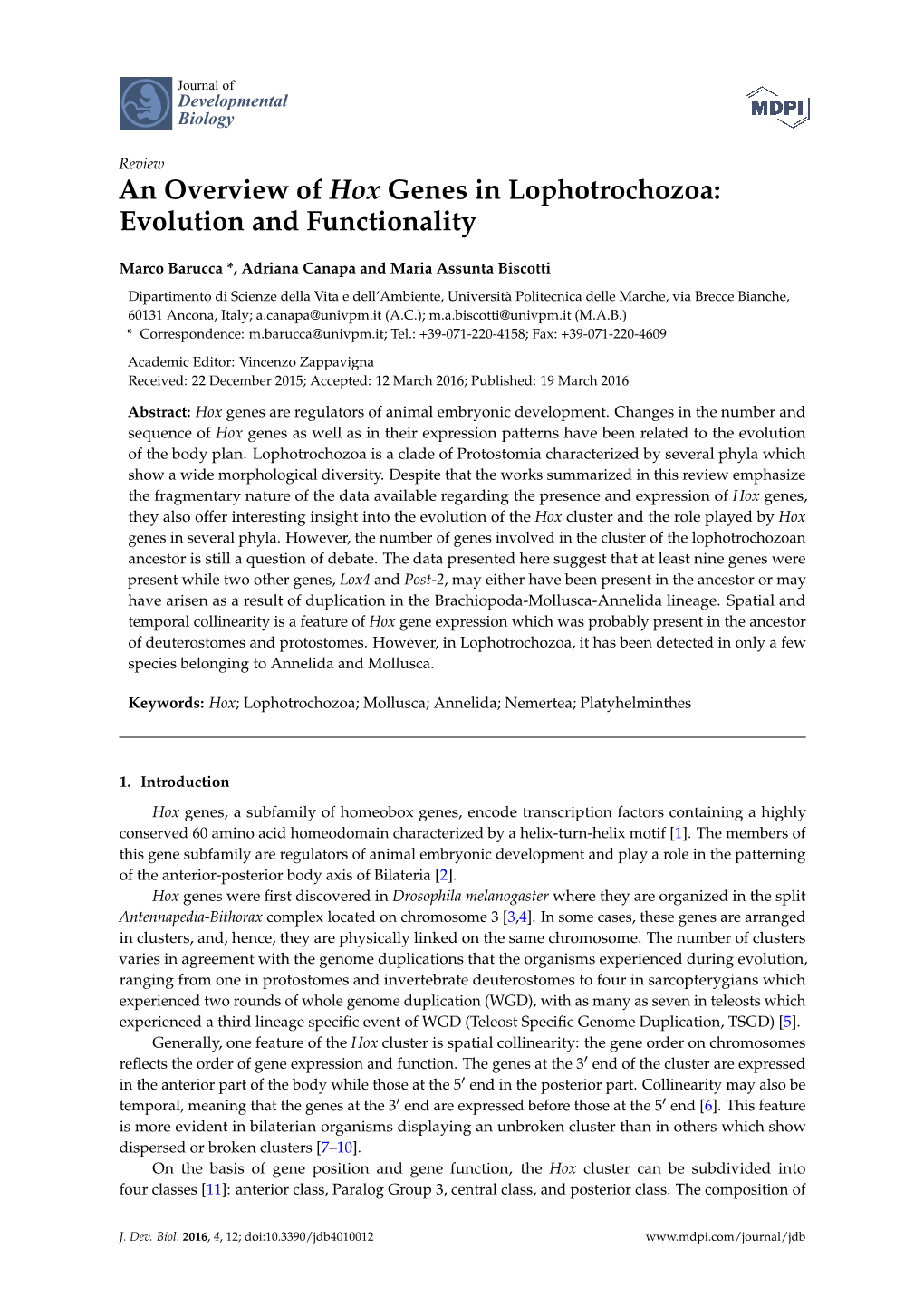 An Overview of Hox Genes in Lophotrochozoa: Evolution and Functionality