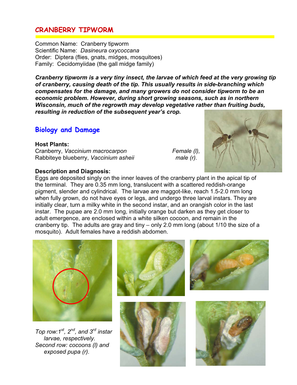 CRANBERRY TIPWORM Biology and Damage