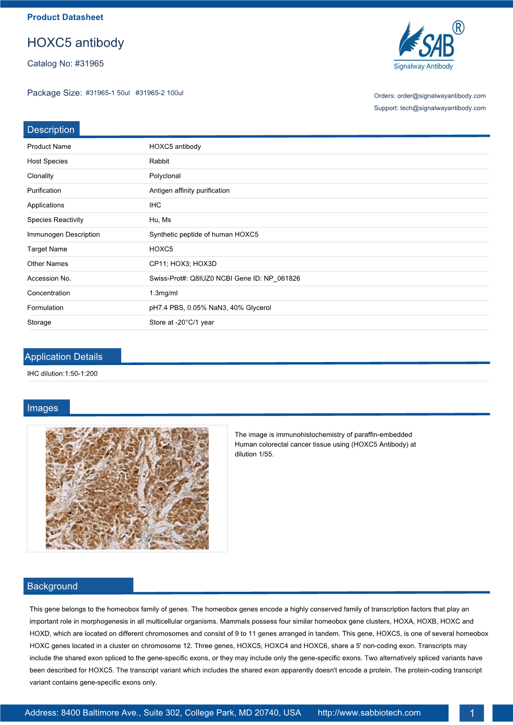 HOXC5 Antibody