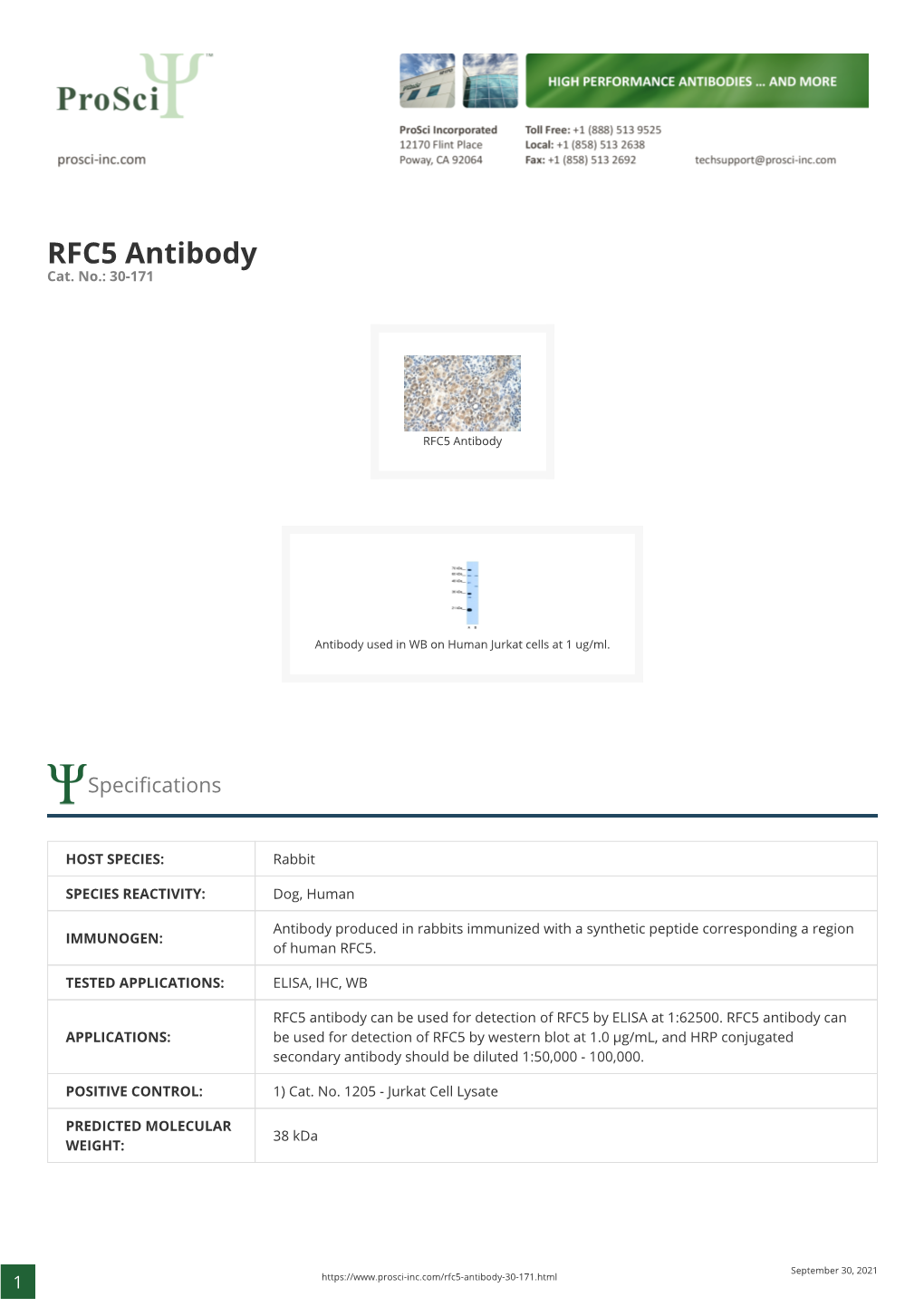 RFC5 Antibody Cat