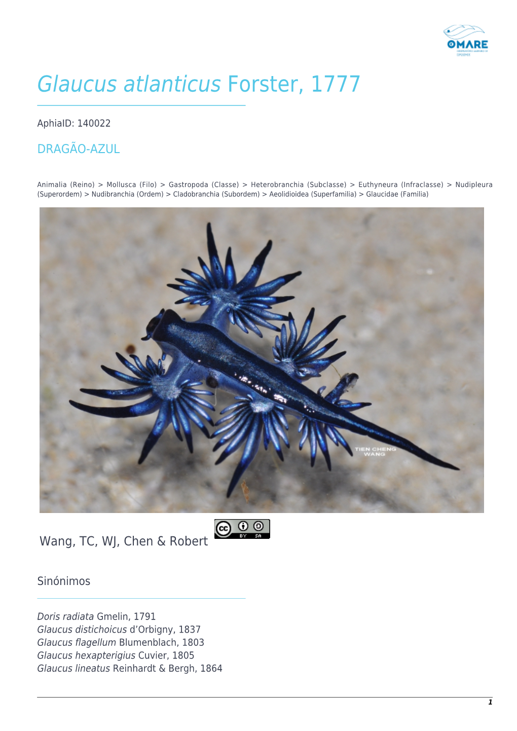 Glaucus Atlanticus Forster, 1777