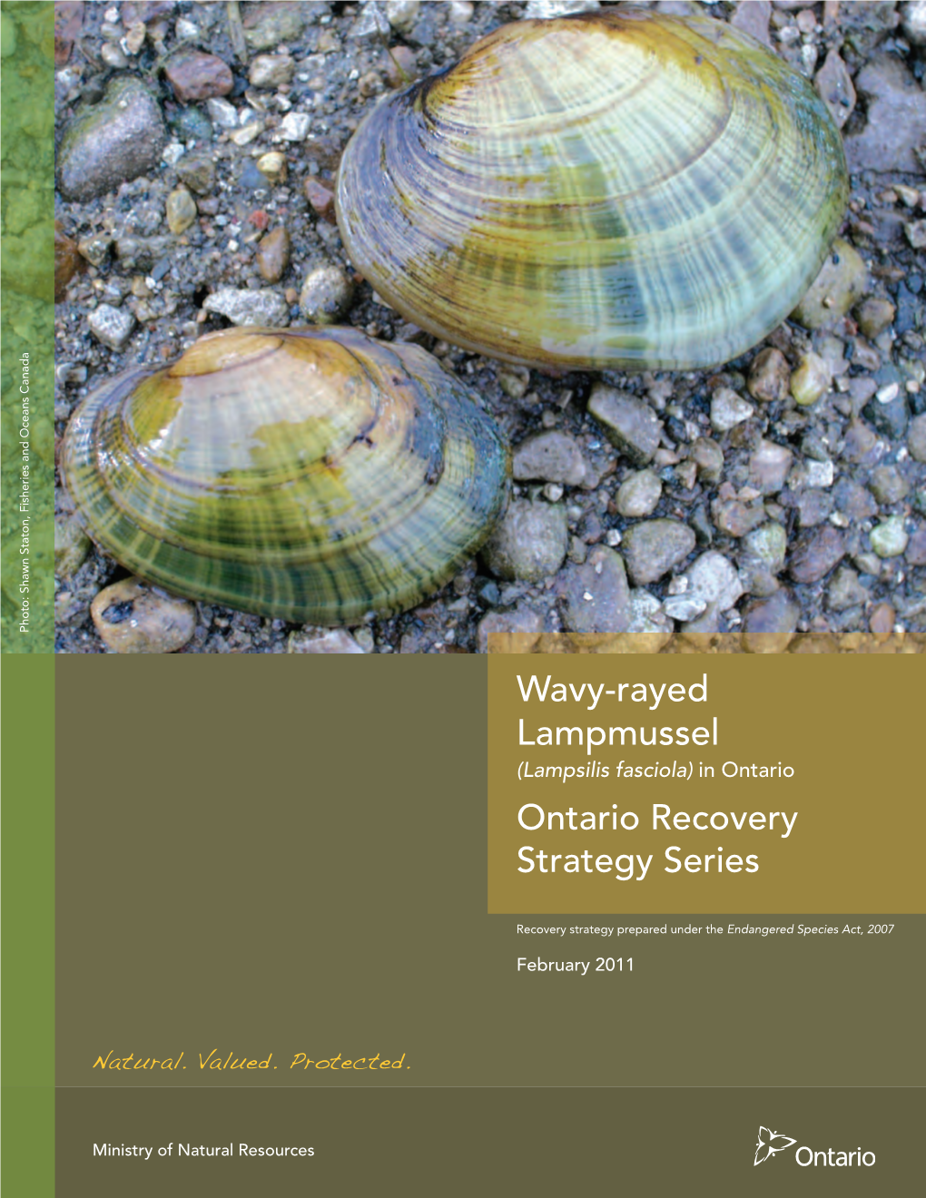 Wavy-Rayed Lampmussel (Lampsilis Fasciola) in Ontario Ontario Recovery Strategy Series