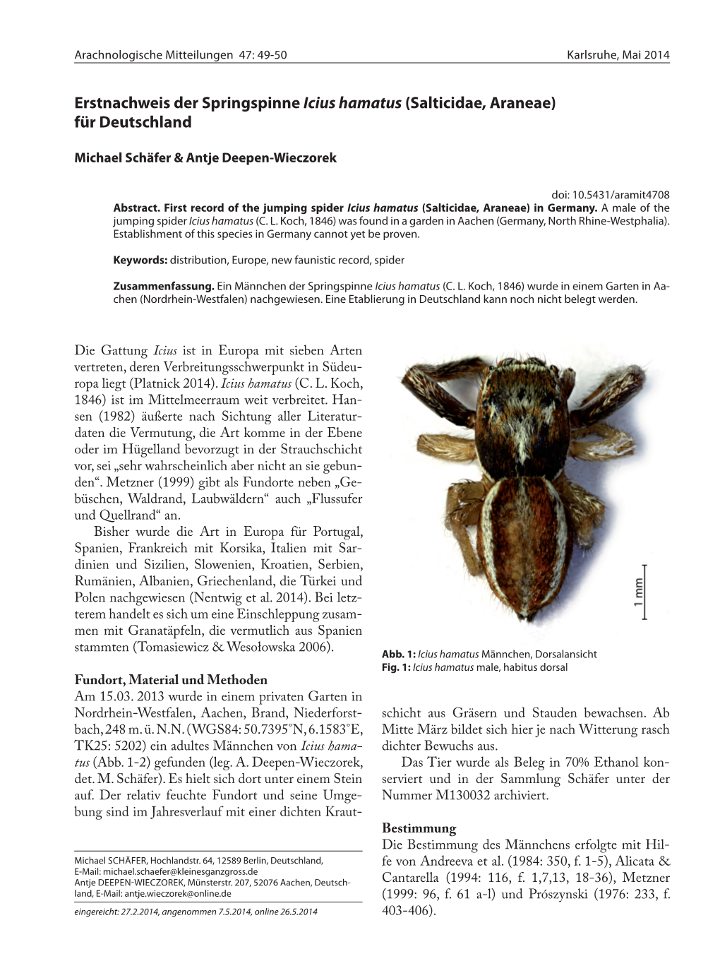 Erstnachweis Der Springspinne Icius Hamatus (Salticidae, Araneae) Für Deutschland