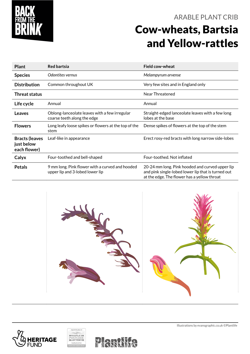 Cow-Wheats, Bartsia and Yellow-Rattles Crib