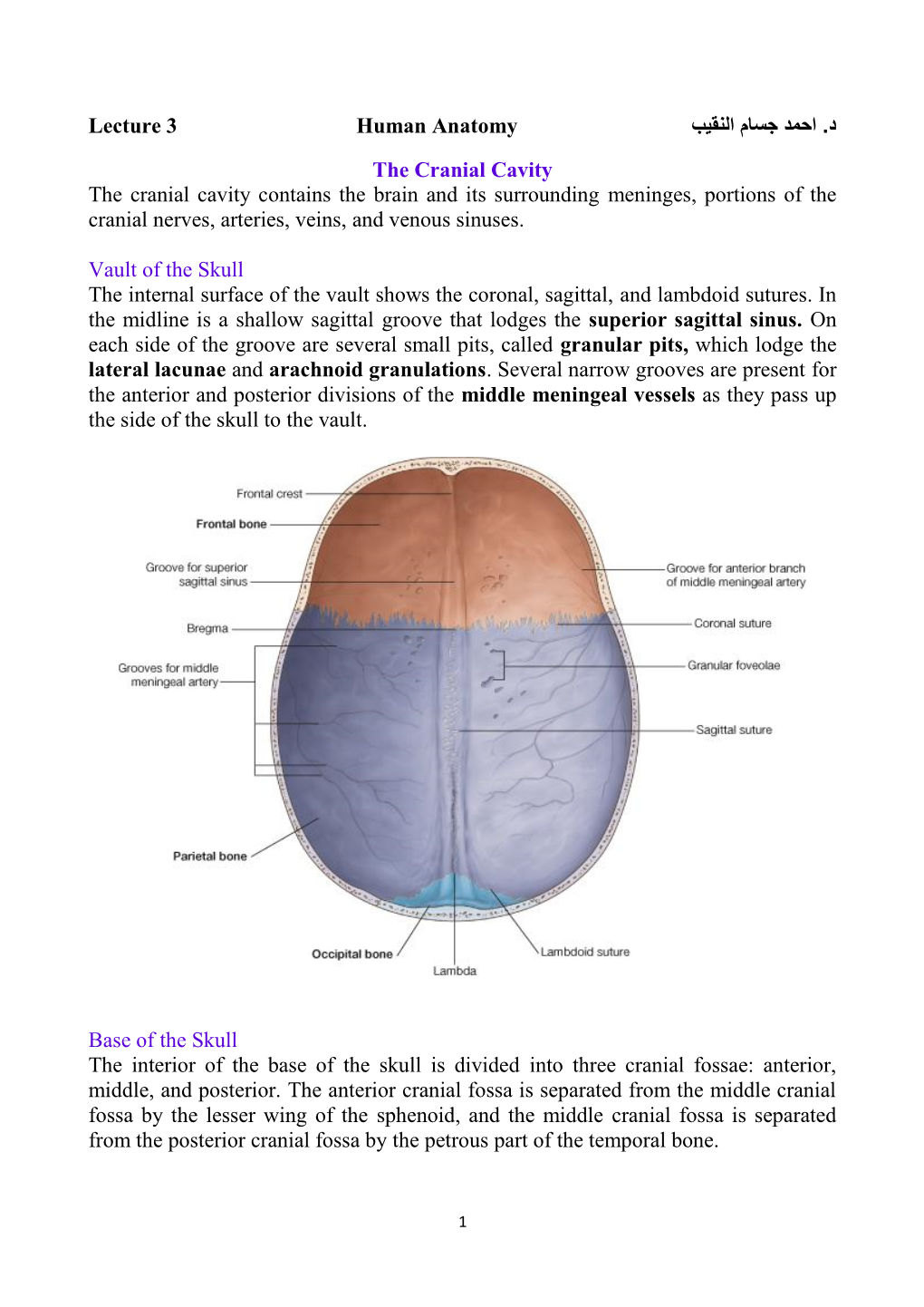 احمد جسام النقيب د. Lecture 3 Human Anatomy the Cranial Cavity The