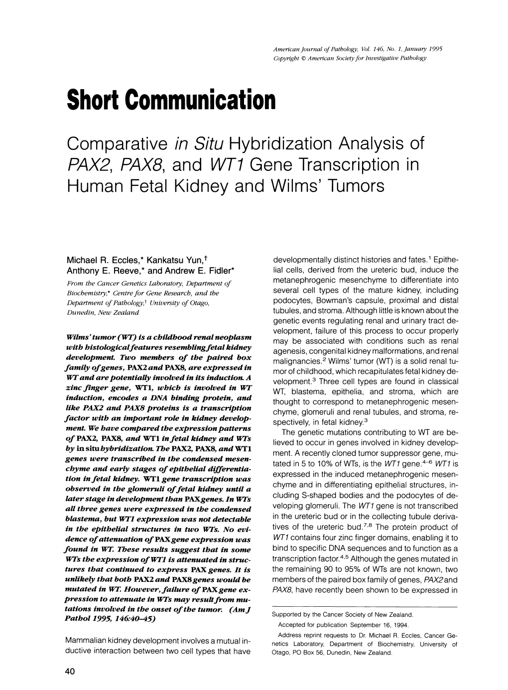 Comparative in Situ Hybridization Analysis of PAX2, PAX8, and WT1 Gene Transcription in Human Fetal Kidney and Wilms' Tumors