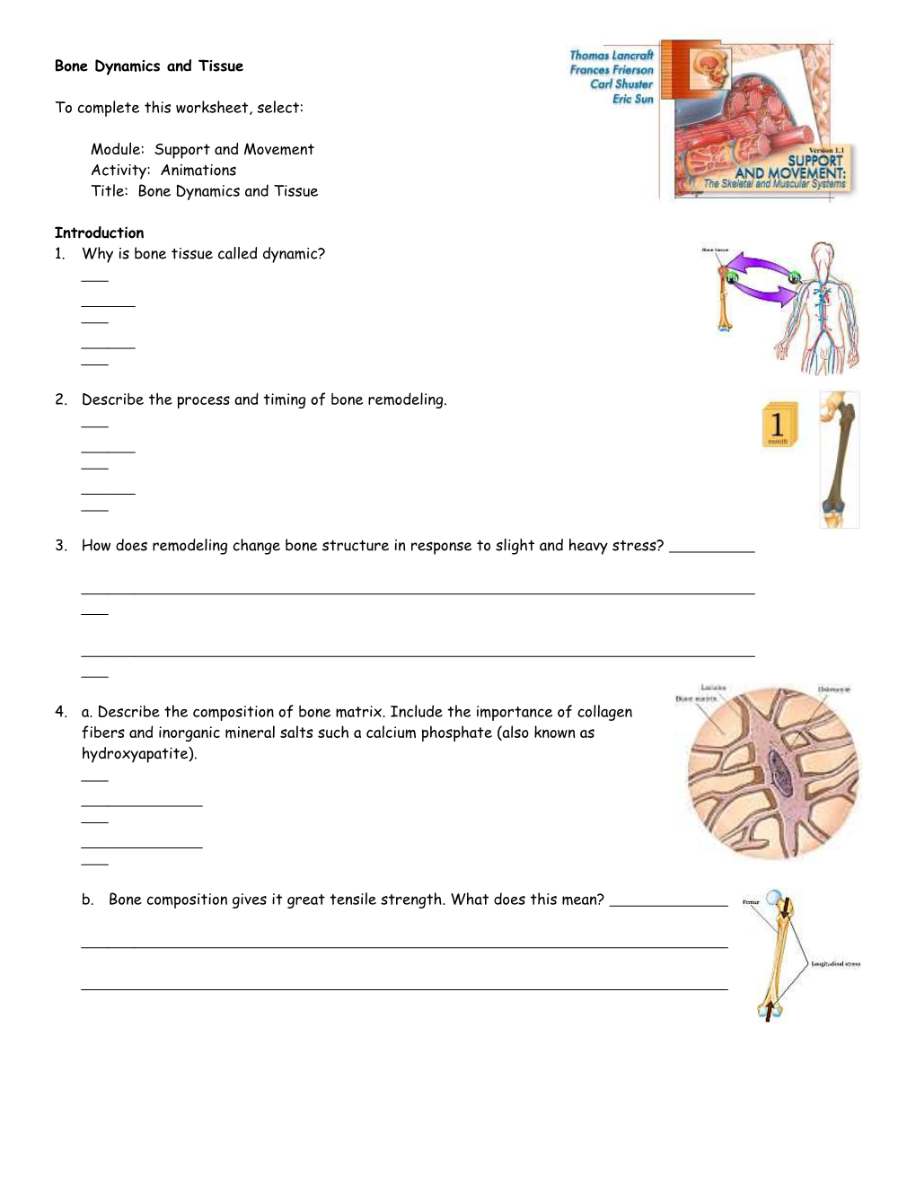 Interactions: Support & Movement (Bone Dynamics And Tissue)