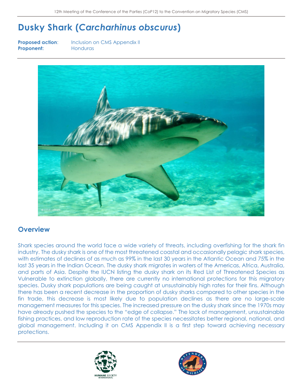 Dusky Shark (Carcharhinus Obscurus)