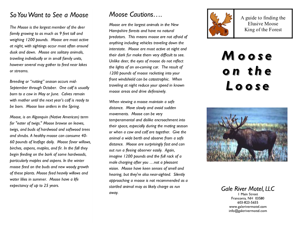 Moose O N the Loose