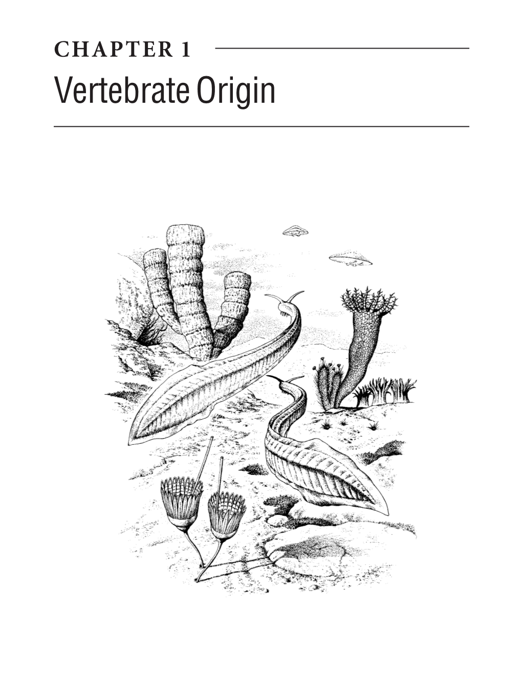 CHAPTER 1 Vertebrate Origin 2 Vertebrate Origin