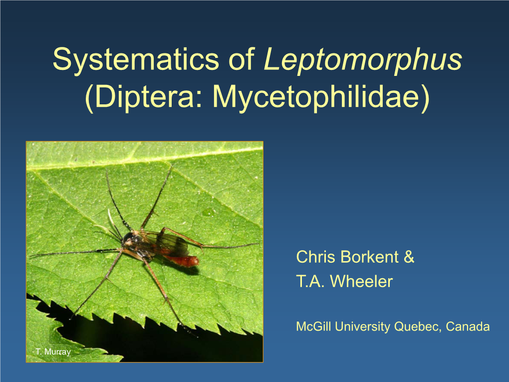 Systematics of Leptomorphus (Diptera: Mycetophilidae)