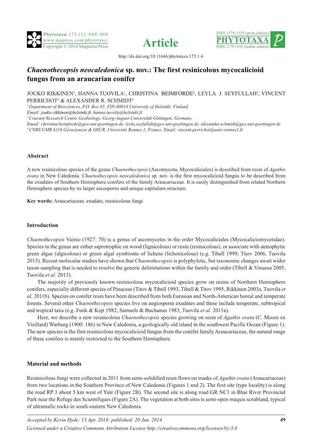 Chaenothecopsis Neocaledonica Sp. Nov.: the First Resinicolous Mycocalicioid Fungus from an Araucarian Conifer