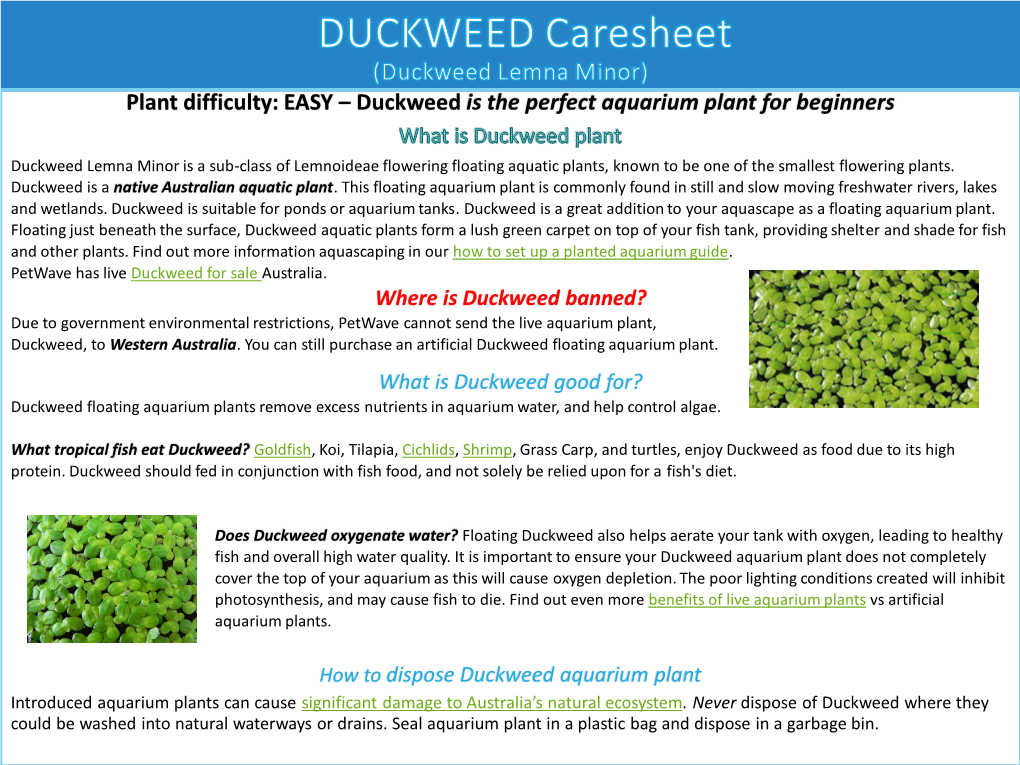 Duckweed Floating Aquarium Plant Care Sheet