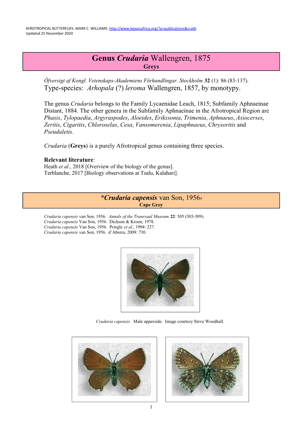 172 Genus Crudaria Wallengren