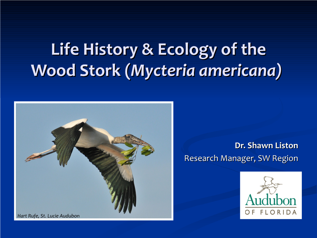 Life History & Ecology of the Wood Stork (Mycteria Americana)