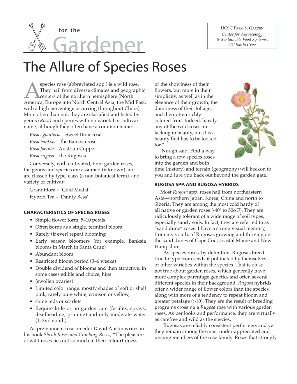 The Allure of Species Roses