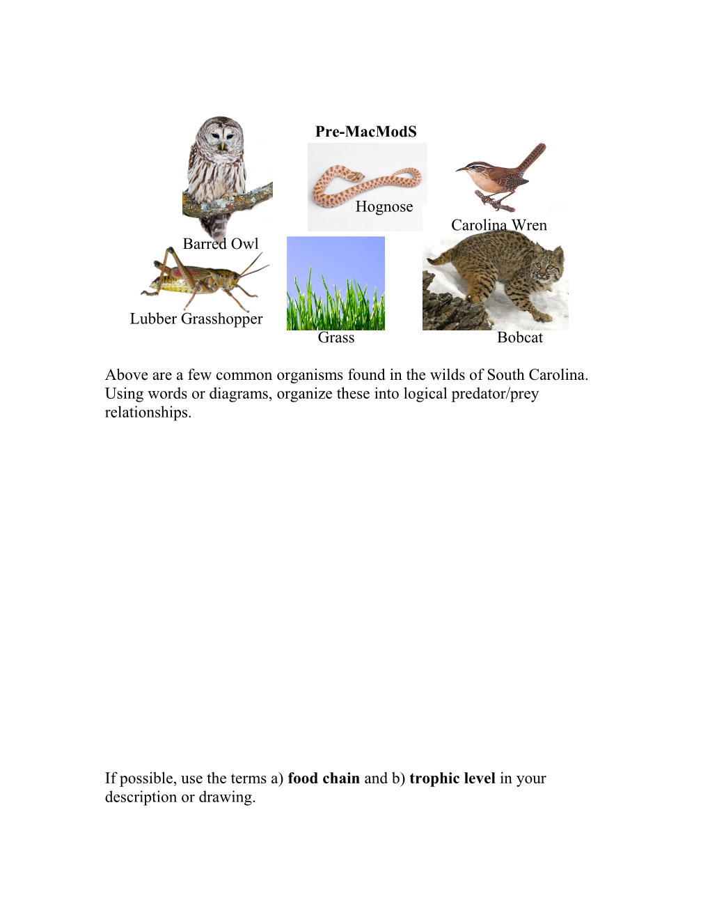 Food Web and Trophic Level Lesson Plan