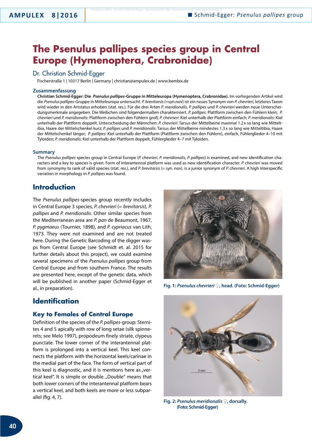 The Psenulus Pallipes Species Group in Central Europe (Hymenoptera, Crabronidae) Dr