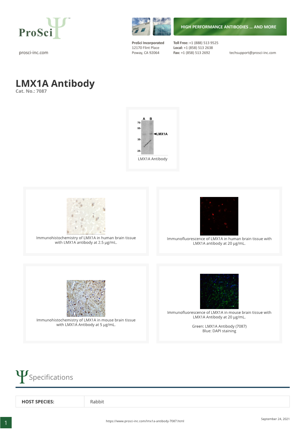 LMX1A Antibody Cat