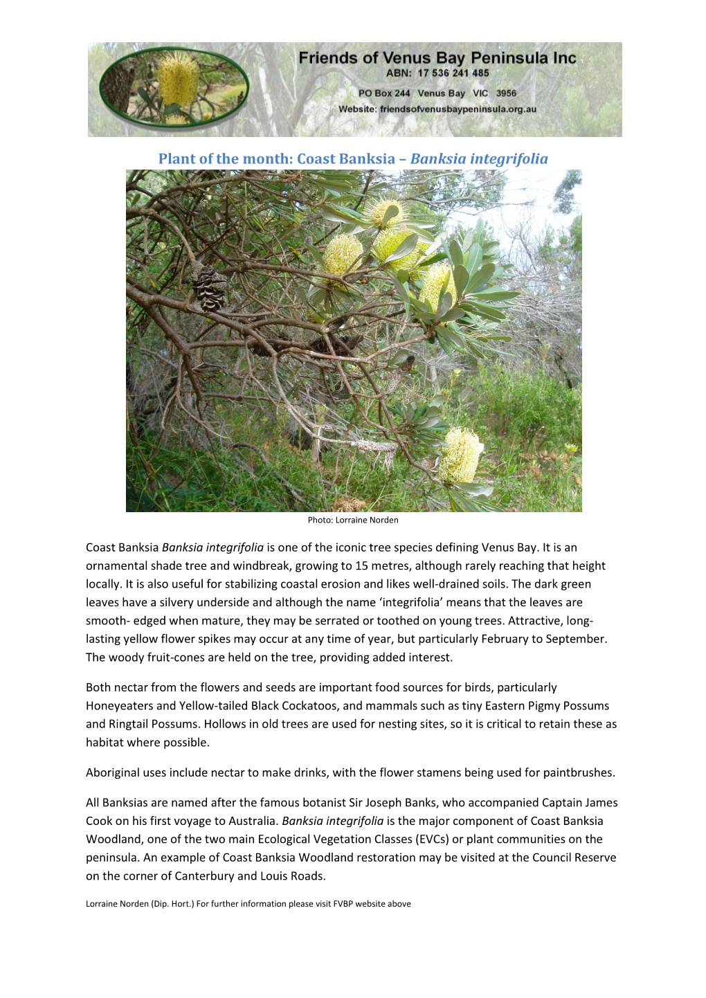 Coast Banksia – Banksia Integrifolia