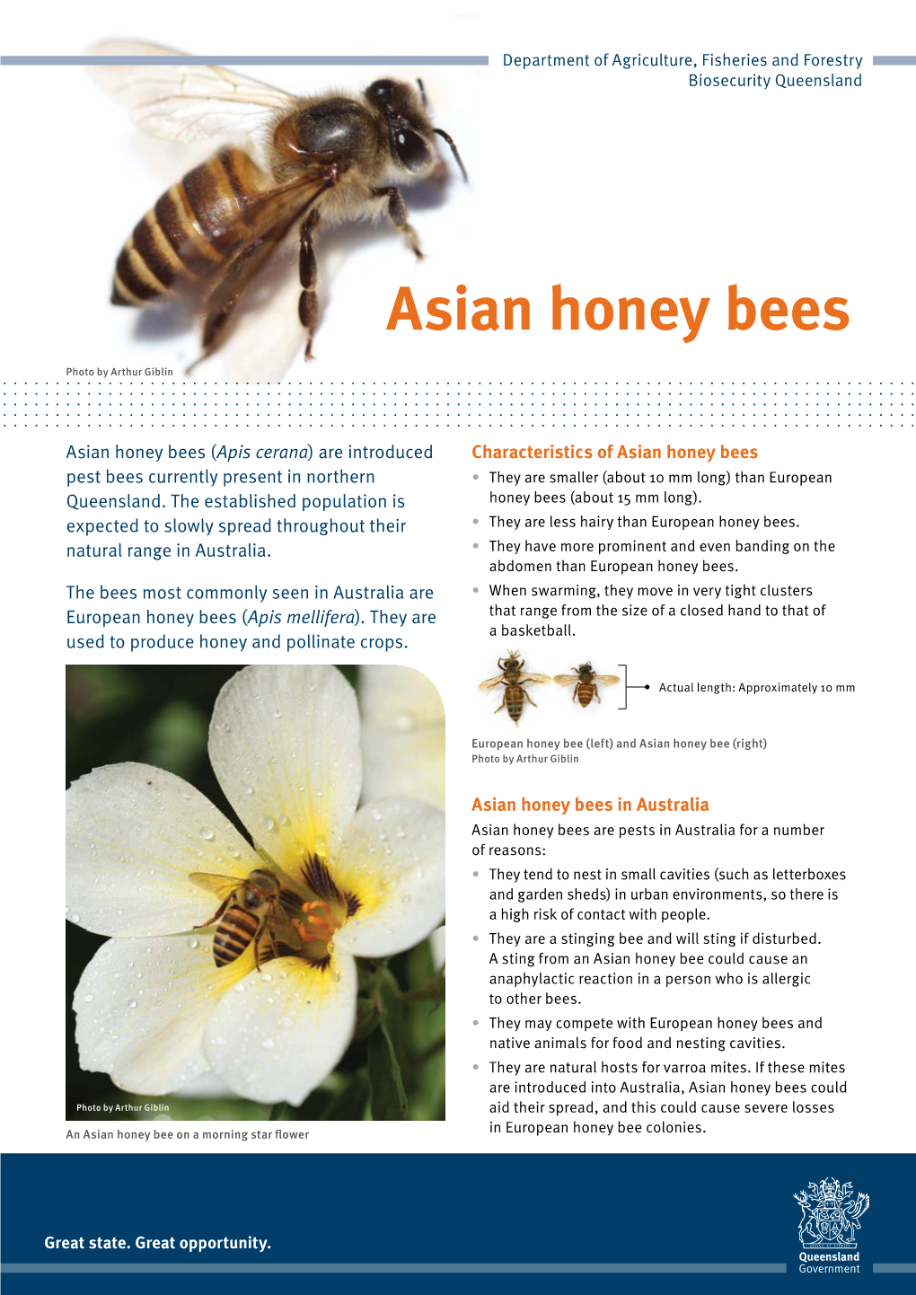 Asian Honey Bee Fact Sheet